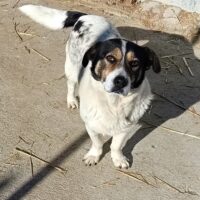 Pepina, fröhliche, verspielte, liebe, soziale Hündin, verträglich mit Hunden, Katze, Kind