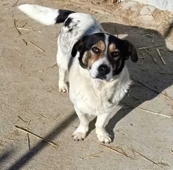 Pepina, fröhliche, verspielte, liebe, soziale Hündin, verträglich mit Hunden, Katze, Kind