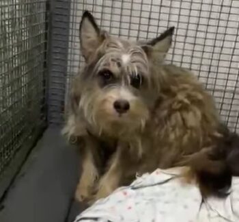 🆘😢Liebevolles Zuhause für Tschebursahka gesucht😢Durfte nie raus, kennt kein Gassi😢🆘VIDEOS