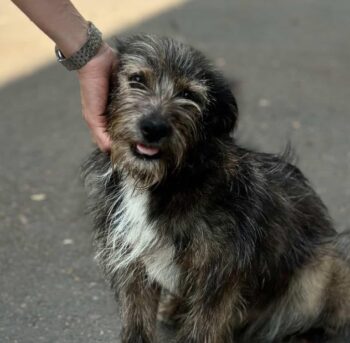 🩷❗️Zuhause gesucht, bevor Sonja etwas angetan wird❗️🩷1-2 Jahre🩷