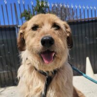 Willow💔geb. 04/2022