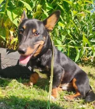 💙🩷Zuhause gesucht für GEN - 25cm/8kg 🩷💙mit VIDEO