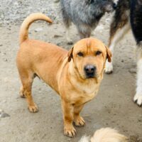 Chubby, Rüde, kastriert, geb September 2019, ca 36 cm (mit VIDEO)