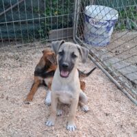 Carlos, Rüde, geb April 2025, wird ca 40-45 cm (mit VIDEOS)