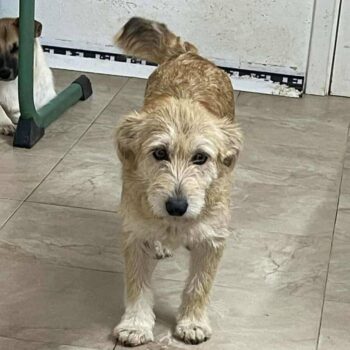Trixie, Hündin, Geb: Januar 2024, ca. 38 cm, 9,4 kg, kastriert (mit VIDEO)