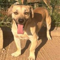 🩷Hübscher, kleiner Rüde: Bibi 🩷 30 cm klein!🩷Pflegestelle o. Zuhause gesucht