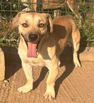 🩷Hübscher, kleiner Rüde: Bibi 🩷 30 cm klein!🩷Pflegestelle o. Zuhause gesucht