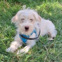 Sammy, Rüde, Geb: Ende April 2025, wird ca. 35 cm - mit VIDEOS
