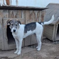 Percy, Rüde, geb April 2025, wird ca 40-45 cm (mit VIDEO)