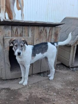 Percy, Rüde, geb April 2025, wird ca 40-45 cm (mit VIDEO)