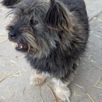 Morla, Hündin, kastriert, geb September 2017, ca 35 cm (mit VIDEOS)