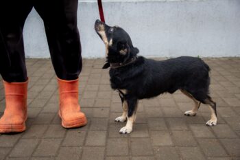 ⚠️Zuhause gesucht für BENNI⚠️5 Jahre - 35 cm - mit vielen VIDEOS!!!