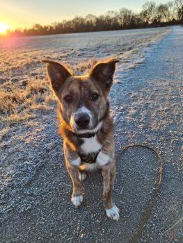 Flori - auf Pflegestelle in Deutschland