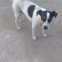 Pino 2 Jahre braucht dringend ein Heim