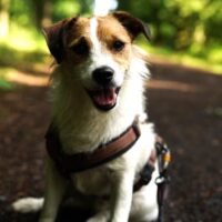 5 jähriger Parson Russel Terrier sucht neues zu Hause