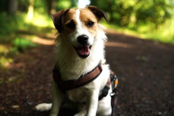 5 jähriger Parson Russel Terrier sucht neues zu Hause