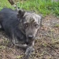 💔Wer holt Thomas nach Hause?💔ca. 30 cm, 7,5 kg - mit VIDEOS