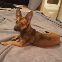 MAX 🩵Zuhause gesucht🩵1 Jahr / 5,5 kg / mit VIDEO