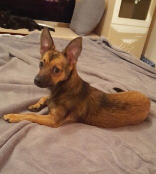 MAX 🩵Zuhause gesucht🩵1 Jahr / 5,5 kg / mit VIDEO