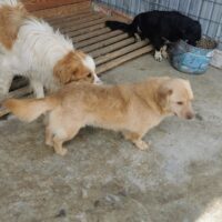 Kleine Lucy, Hündin, kastriert, geb November 2020, ca 30 cm