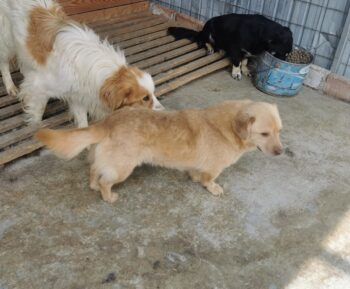 Kleine Lucy, Hündin, kastriert, geb November 2020, ca 30 cm