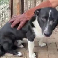 POCO (♂) Rüde geb. ca. 2022 Größe: ca. 35-40cm (VIDEO)