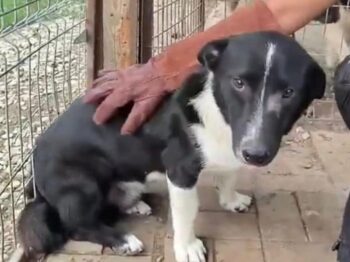 POCO (♂) Rüde geb. ca. 2022 Größe: ca. 35-40cm (VIDEO)