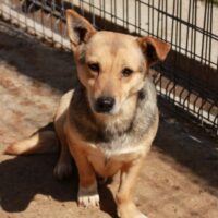 MISHA (♀) Hündin geb. ca. 2019 Größe: ca. 35-40cm (VIDEOS)