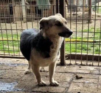 FRIEDA – Hündin, geb. ca. 2015/2016, ca. 35cm klein (VIDEOS)