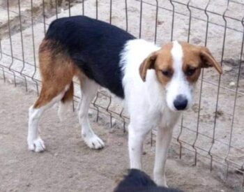 ALDIS (♀): Hündin, geb.: 2018, ca. 40cm, fast ihr Leben lang im Shelter (VIDEO)