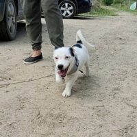 Toby, Rüde, Geb: Ende April 2025, wird ca. 40 cm (VIDEO) - Pflegestelle NRW