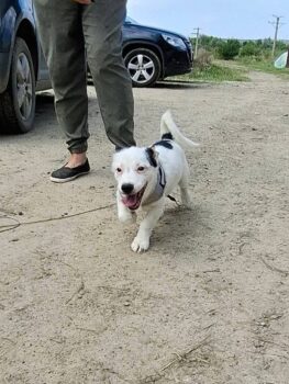 Toby, Rüde, Geb: Ende April 2025, wird ca. 40 cm (VIDEO) - Pflegestelle NRW