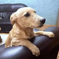 Moki, Rüde, Geb: Anfang Mai 2025, wird ca. 40 cm (VIDEOS)