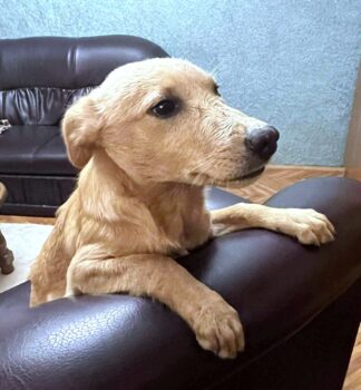 Moki, Rüde, Geb: Anfang Mai 2025, wird ca. 40 cm (VIDEOS)