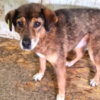 🆘 Für den kleinen, verzweifelten GORAN hat sich nichts getan. Zuhause oder Pflegestelle gesucht🆘