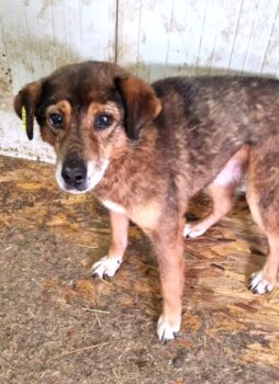 🆘 Für den kleinen, verzweifelten GORAN hat sich nichts getan. Zuhause oder Pflegestelle gesucht🆘