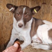 LUMPI (♂) Rüde geb. ca. 2021 Größe: ca. 40 cm (VIDEOS)