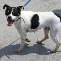 Mel (weibl., geb. ca. März 2022, 36cm) - macht es auch Anfängern leicht (VIDEOS)