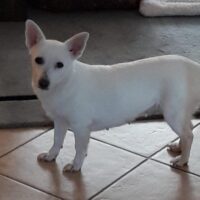 Masha (weibl., geb. ca. April 2022, 31 cm) - "Ganz in Weiß" (VIDEOS) - Pflegestelle Deutschland