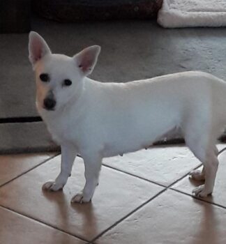 Masha (weibl., geb. ca. April 2022, 31 cm) - "Ganz in Weiß" (VIDEOS) - Pflegestelle Deutschland