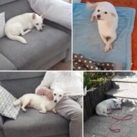 Masha (weibl., geb. ca. April 2022, 31 cm) - "Ganz in Weiß" (VIDEOS) - Pflegestelle Deutschland