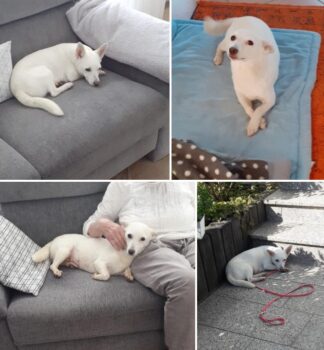 Masha (weibl., geb. ca. April 2022, 31 cm) - "Ganz in Weiß" (VIDEOS) - Pflegestelle Deutschland