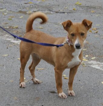 Cecilia (weibl., geb. ca. März 2023 - 39cm - 10kg) - VIDEOS