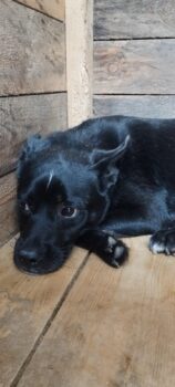 Der kleine PUF hat solche Angst - 1 Jahr - 40 cm - Lebensretter gesucht!