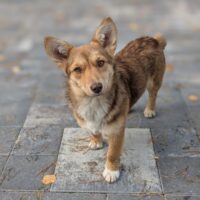 🧡🙏Wer hat ein Zuhause für Lulu???🙏🧡