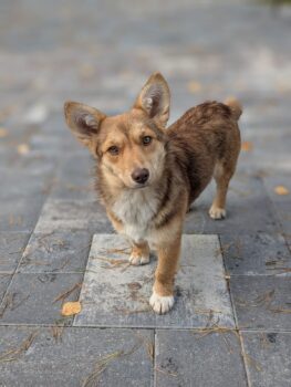 🧡🙏Wer hat ein Zuhause für Lulu???🙏🧡