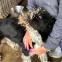 RADISH (♂) – ehemaliger Besitzerhund – sollte zeitnah reisen!