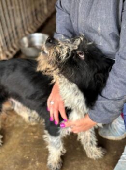 RADISH (♂) – ehemaliger Besitzerhund – sollte zeitnah reisen!