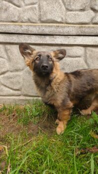 Kuzya (Rüde) / ca. 33-35 cm / ca. 1,5 - 2 Jahre