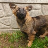 Kuzya (Rüde) / ca. 33-35 cm / ca. 1,5 - 2 Jahre